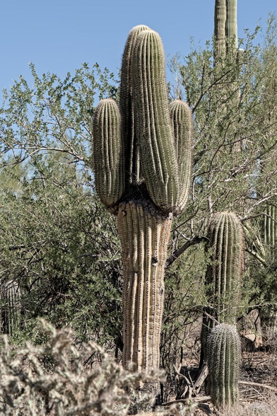 A color portrait photo of a cactus. It is a saguaro cactus a type of cactus that grows a tall straight round trunk and as it gets past 100 years old it starts growing arms that generally point up, like if you held your arms up with your elbows bent. But sometimes the arms, there can be more than two, grow in all sorts of strange twists and directions. In this case, the cactus has two arms that look like someone holding their hand in front of their face because they are ashamed or embarrassed. The left arm is long enough to cover the top of the main truck. The right arm is a bit shorter but is held up as if reaching to cover its face.