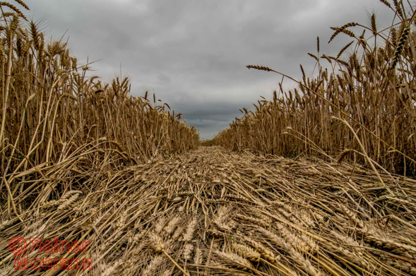 Farbfotografie im Format 3:2 Landscape.
Der Ausschnitt eines Weizenfeldes, an einem trüben Tag, mit Regenwolken verhangenem Himmel, dicht über dem Boden fotografiert. Die Perspektive gaukelt eine breite Schneise mit niedergewalztem Getreide vor, deren Spur sich bis zur Mitte der Fotografie, dem Horizont, hinzieht. Rechts und links die Wände des noch stehenden Getreides, welche an den Bildrändern die volle Höhe einnehmen und sich ebenfalls, zur Bildmitte hin immer kleiner werdend, mit dem niedergewalzten Weizen vereinen.