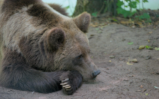 A brown bear is lying on the ground, dozing, head on its pranks. One of the paws can be seen, showing its impressive claws.