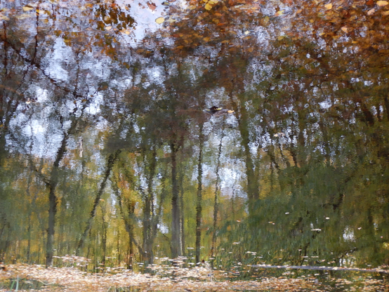 Waldbäume gespiegelt im Wasser eines Teiches