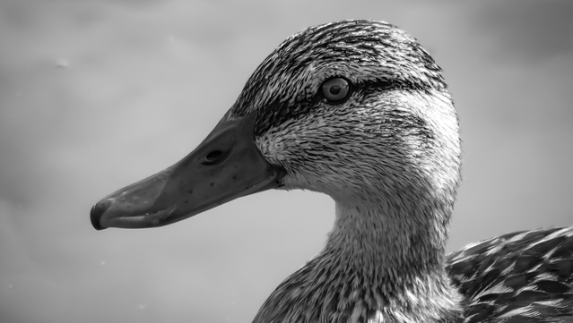 Eine Portrait-Aufnahme von einer weiblichen Stockente in Schwarzweiß. Man kann deutlich sehen wie sie in die Kamera schaut.