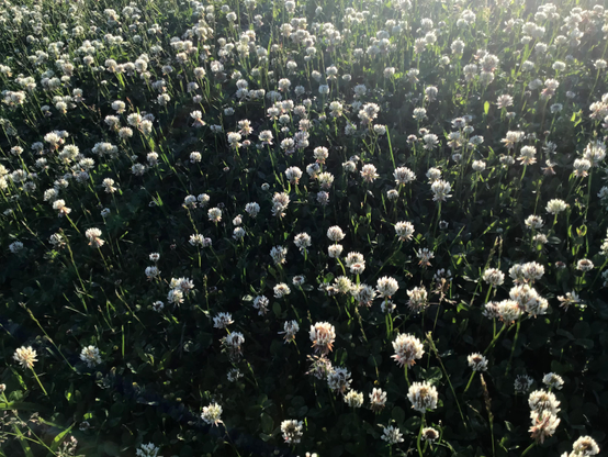 Closeup of sunlit clover and grass.