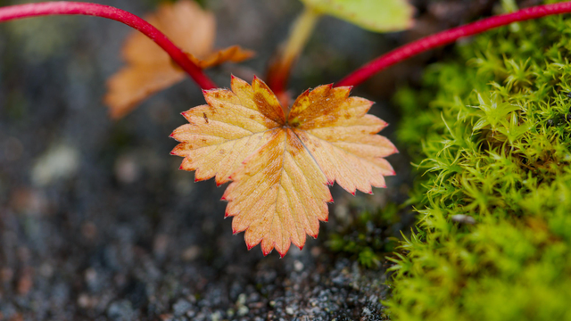 Ein herbstlich golden gefärbtes Blatt einer Walderdbeerenpflanze, deren rote Stengel nach links und nach rechts oben gehen. Rechts daneben ist grünes Moos, darunter dunkelgrauer Boden