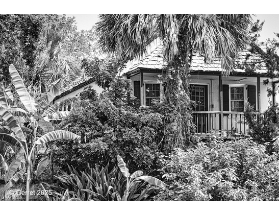 A black-and-white image of a quaint cottage partially obscured by lush tropical foliage and a tall palm tree, conveying a serene, secluded vibe.