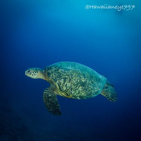 A sea turtle hovering in the water column over an ocean reef. It has a smooth rounded green-tinted carapace, smooth rounded head and flattened fins.