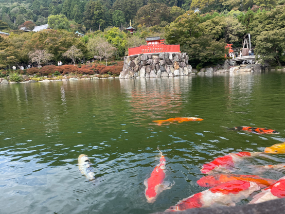 Carp pond and shrine in the temple Katsuo-ji