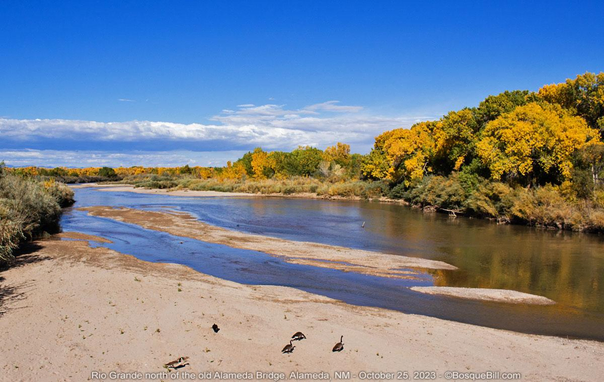 View of a shallow river flowing from middle left to bottom right with sandy banks and a sand bar; low shrubs on the left; on the right and in the background is a thick cottonwood forest with many of the trees showing golden autumn leaves. Blue sky with clouds on the horizon.
©BosqueBill.com
