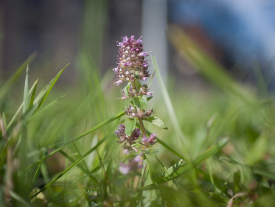 A flower in a mellow