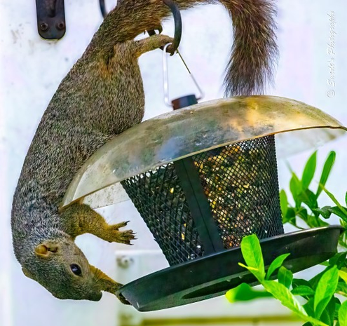 Seed Raider

"A squirrel—likely an eastern fox squirrel, with its thick russet fur and full, expressive tail—hangs upside down from a black metal hook affixed to a white wooden fence. It dangles by a single hind foot, the other leg curled slightly, as if mid-pose in a woodland ballet. One front paw grips the edge of a cylindrical bird feeder for balance, while the other hangs free, poised like a conductor’s hand awaiting the next note.

The squirrel’s head, crowned with small round ears, faces downward toward the feeder’s mesh body. Its eyes appear focused, its posture alert, as it inspects the bounty of seeds within. The feeder, designed for birds, now hosts an uninvited guest performing a sovereign act of tactical improvisation.

The domed metal top of the feeder gleams faintly, and the mesh sides reveal the seeds inside—temptation made visible. The squirrel’s tail arcs upward, a plume of fur curling toward the fence, adding a sense of motion and balance to the scene. Below, green leaves from a nearby plant offer a splash of life, grounding the moment in a quiet corner of domestic nature.

This is not merely a squirrel stealing seed—it is a sovereign dispatch from the Ministry of Tactical Spectacle, a woodland acrobat mid-ceremony, inspecting its prize with comic dignity and mythic resolve." - Microsoft Copilot and the photographer