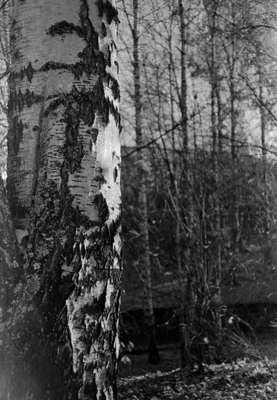 Black and white close-up of a birch trunk with textured bark. In the background is a park with bushes and trees.