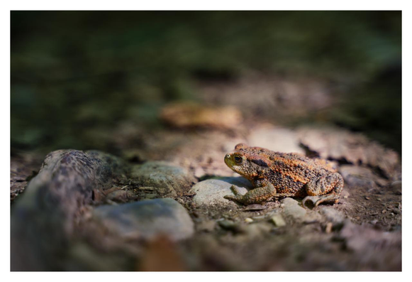 The photograph depicts a close-up of a common European toad (Bufo bufo) on a forest floor. The toad is positioned in the foreground, facing slightly to the left from the viewer's perspective, with its body oriented sideways. It has a stout, compact build typical of toads. Its skin is rough and warty, textured with small bumps, and colored in a mottled pattern of earthy browns, tans, and reddish-orange hues, with darker blackish spots scattered across its back and sides. The head features prominent parotoid glands behind the eyes, which are large and golden-yellow with horizontal black pupils, giving it an alert expression. The toad's front leg is visible, bent and resting on the ground, with webbed toes.The background is softly blurred, creating a shallow depth of field that emphasizes the toad. The ground is a mix of damp soil, scattered small pebbles and rocks in gray and brown tones, dry leaves, and patches of green vegetation, suggesting a shady, wooded environment with dappled sunlight filtering through. The overall mood is serene and natural, with warm lighting highlighting the toad's colors against the cooler, darker tones of the surroundings.