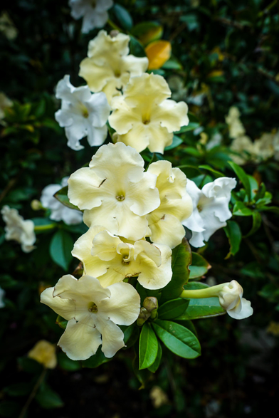 The image is a close-up photograph of several white and yellow brunsfelsia flowers against a dark green background. The flowers are clustered together and appear to be growing from a central stem. Each flower has a trumpet-like shape with slightly ruffled edges. The background consists of dense foliage, creating a blurred and textured backdrop. The overall composition emphasizes the delicate details of the flowers and their contrast with the dark background. 

Provided by @altbot, generated privately and locally using Gemma3:12b