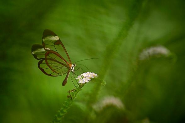 This image shows a glasswing butterfly in close profile, perched delicately on the curled tip of a green plant and feeding from a cluster of tiny white flowers. Its wings are transparent like panes of glass and edged with warm brown and thin black veins. The body is slender, with long antennae extending forwards. Against the soft, even green blur of the background, with no other objects present, the butterfly's translucent wings and fine details are emphasised, creating a calm, natural setting.