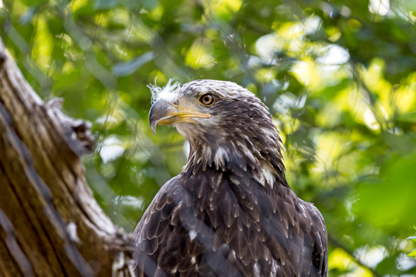 Molting  #raptor #bird #birds #birdsofmastodon #photography #photo #nature #naturephotography 