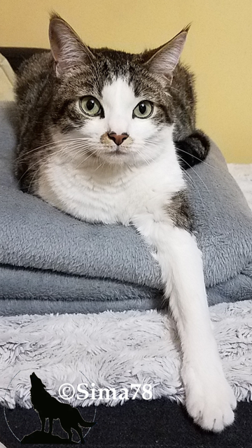 Chat tigré et blanc allongé sur une couverture douce, les yeux grands ouverts
Tabby and white cat lying on a soft blanket, eyes wide open.
Gato atigrado y blanco tumbado sobre una manta suave, con los ojos bien abiertos.