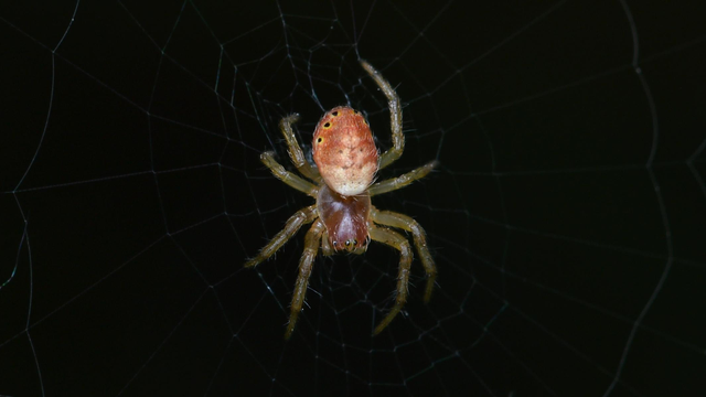 A photo of a six-spotted orbweaver in a web.