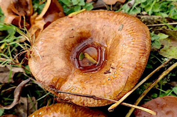 De l'eau de pluie dans le creux du chapeau d'un champignon (Paxille enroulé - Paxillus involutus)