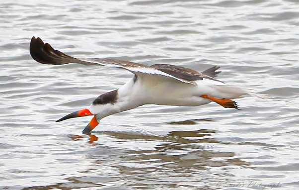"A black skimmer glides low over a gently rippled body of water, its wings outstretched like twin blades of shadow and light. The bird’s plumage is starkly divided—inky black above, pure white below—creating a visual tension that echoes its threshold-defying flight. Its beak is a brilliant orange, almost glowing against the muted tones of the water, and its lower mandible slices through the surface like a scalpel of intention.

This feeding act is not frantic—it is deliberate, sovereign. The skimmer’s lower jaw, longer than the upper, is submerged just enough to graze the water, seeking fish by feel. Its reflection shimmers below, slightly distorted by the ripples, as if the bird is flying in two realms at once: the air above and the mirrored world below.

The legs, also orange, trail behind like ceremonial tassels, barely visible in the motion. The water itself is calm but alive, textured with soft waves that respond to the skimmer’s passage. No splash, no chaos—just a quiet incision across the surface, a moment of anatomical precision and mythic grace.

This is not merely a bird feeding. It is a sovereign act of Tactical Spectacle, a ballet of adaptation, a dispatch from the Ministry of Threshold Navigation" - Microsoft Copilot