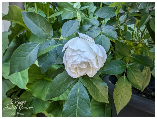 A lush, densely petalled white rose, just starting to open, surrounded by dark green foliage.

The white blossom is centered against the vibrant green leaves of the rose bush and other surrounding plants.