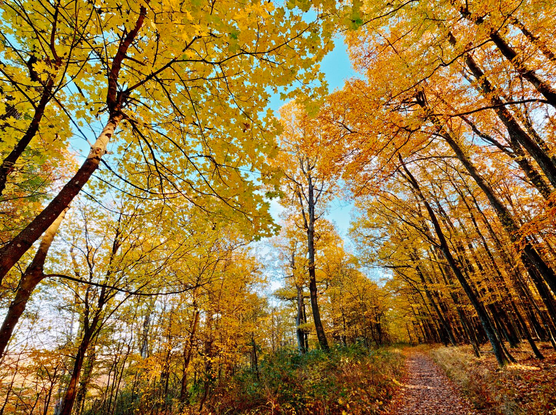 Autumnal forest scene im the pilis mountains, on the way from the predikaloszek, hungary