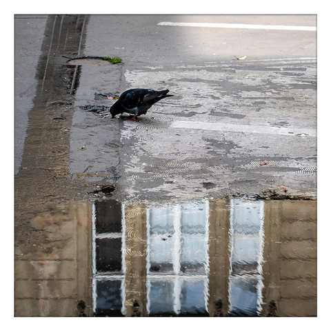 A pigeon drinks from a small puddle on the asphalt. In the foreground of the picture, there is also a larger puddle in which the windows of the house opposite are reflected.