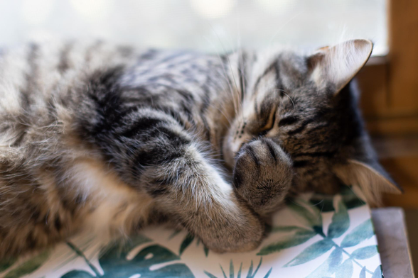 Rumor, all curled up asleep. 🥰