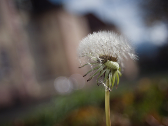 Dandlinine in front of a building