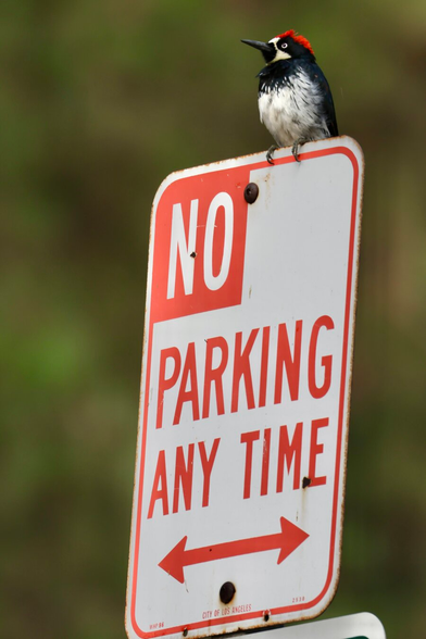 a clown-like bird defiantly perches atop a No Parking sign.