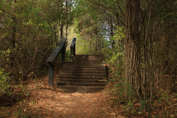 This photo was taken along a trail in a wooded area during the day.  A staircase made of wood is in the centre of the frame, rising up into the background. A handrail with two sections is present on the left hand side of the stairs.  The trail leads up to the beginning of the steps and trees line both sides of the staircase. Although mid-October, the leaves on the trees in this area are still mostly green. Some brown fallen leaves can be seen on the trail itself.  