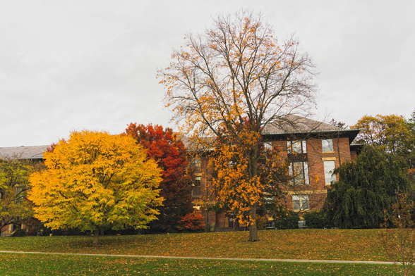 The front of a brick building is mostly obscured by several trees,  to the left a big yellow globe, and one a little bit to the right and behind it that is taller and red, then a very tall tree with only a bit of yellow at the tips and a big lump of green to the far right