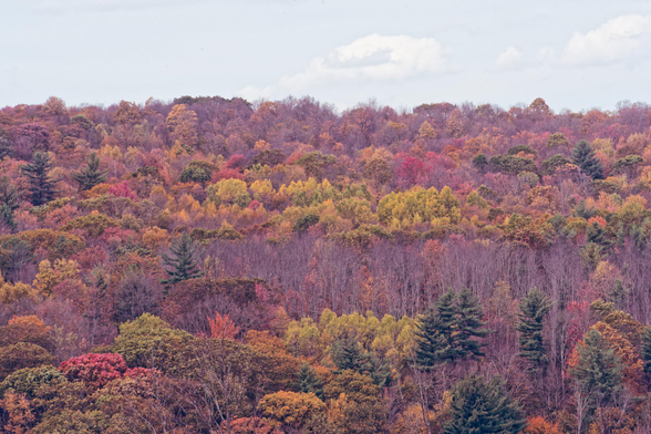 the top 1/4 is a greyish blue sky with some tepid clouds, below it the canopy of a forest with many different kinds of different colored or uncolored trees