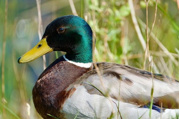 A male Mallard duck is captured in close-up, featuring a glossy green head, bright yellow bill, and brown chest, contrasted by a white neck ring and grey/white flanks. It's partially obscured by tall, thin grasses in a sunny environment.
#Birds #lukehaigh #birdwatching #birdphotography #birding