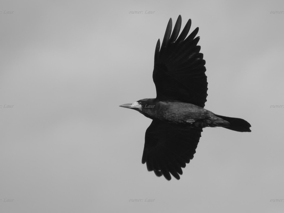 Bird, closeup, black and white, photo