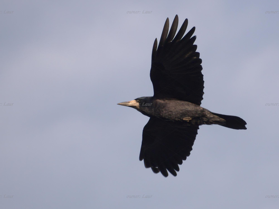 Bird, closeup, color, photo