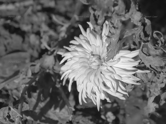 Flower, closeup, black and white, photo