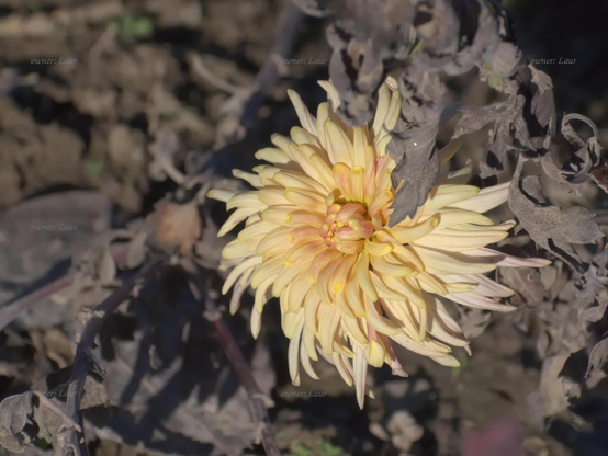 Flower, closeup, color, photo