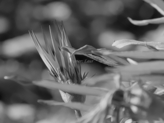 Flower, closeup, black and white, photo