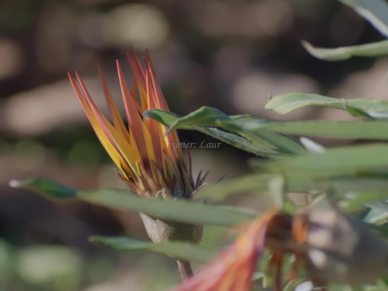 Flower, closeup. color, photo