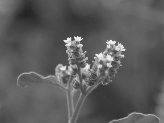 Flowers, closeup, black and white, photo