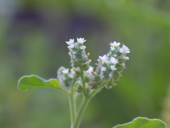 Flowers, closeup, color, photo