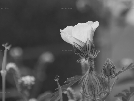 Flower, closeup, black and white, photo