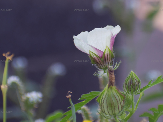 Flower, closeup, color, photo