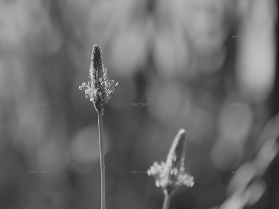 Flower, closeup, black and white, photo