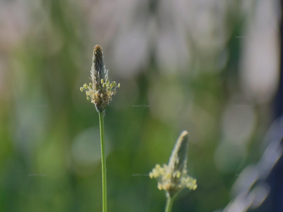 Flower, closeup, color, photo