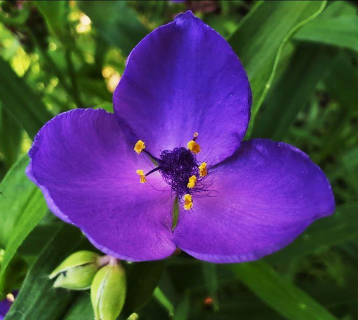 Foto einer violett-blauen Blüte mit drei Blütenblättern, die eine flache Schale bilden. Im Inneren, das durch die Sonne geradezu leuchtet ist eine Art schwarze Kugel, die wie eine Wollkugel aussieht. Aus dieser Kugel stehen fünf Staubbeutel an schwarzen Stielen empor, an deren Enden kleine strahlend gelbe Pollen sitzen, die wie kleine Laternen aussehen. Unten links unterhalb der Blüte sind zwei hellgrüne längliche Knospen, im Hintergrund das Blättgrün in Form schmaler Blätter.