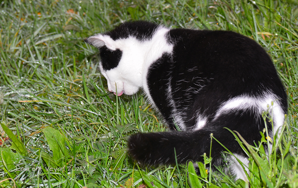 chat lechant les gouttes d'eau sur les herbes
