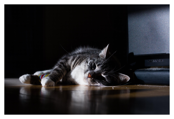 En liggande bild på en liggande katt som eter Sonja. Hon ligger på sidan på parketten i en strimma solljus med blicken in i kameran och en leksak i gult, blått och rött mellan frambenen.