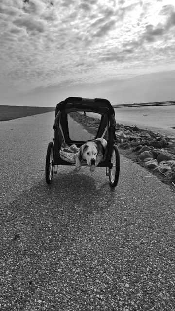 Auf dem Schwarzweißfoto ist ein weißer Hund zu sehen, der mit seinem Gesicht in Richtung Kamera schaut. Er liegt in einem Hundebuggy und lässt seine Vorderpfoten heraushängen. Der Buggy steht auf einem asphaltierten Deichweg an der See.