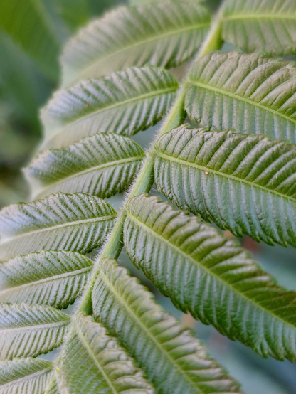 Macro shot of a green fern frond with paired leaves. Fine, delicate white hairs are clearly visible along the rachis, the "spine" of the fern frond, and the leaf axils.