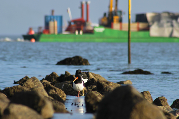 das bild zeigt zwei austernfischer, die auf einer reihe von felsen stehen, mit einem großen schiff im verschwommenen hintergrund. die vögel haben ein schwarz-weißes gefieder und leuchtend orangefarbene schnäbel. die reihe von felsen erstreckt sich in einem streifen durch das wasser, und die kamera ist auf augenhöhe der austernfischer. das wasser ist ruhig und leicht bewegt. im hintergrund ist ein großes grünes schiff zu sehen. das schiff erscheint aufgrund der entfernung und der geringen schärfentiefe unscharf. der himmel ist hell und die allgemeinen lichtverhältnisse deuten auf einen sonnigen tag hin.